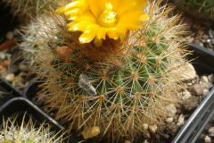 Parodia dorana HJ 1209 Foto Eichler