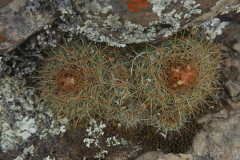 Parodia dorana MU 902 Kollpa-Canchas-Blancas Foto Mucha