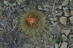 Parodia dorana MU 902.1 Kollpa-Canchas-Blancas Foto Mucha