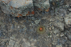 Parodia dorana MU 902.1 Kollpa-Canchas-Blancas Foto Mucha