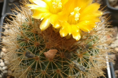 Parodia dorana HJ 1209 Foto Eichler