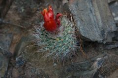 P. faustiana MU 009 Santa Rosa de Tastil Foto Mucha