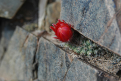 Parodia faustiana MU 009 Santa Rosa de Tastil Foto Mucha