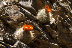 Parodia faustiana ME 101 bei Las Cuevas Foto: Eichler