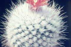 Parodia faustiana - Dia Archiv ZAG Parodia