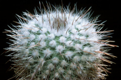 Parodia faustiana - Dia Archiv ZAG Parodia