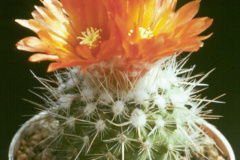 Parodia faustiana FR - Dia Archiv ZAG Parodia