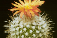 Parodia faustiana var. sibalii - Dia Archiv ZAG Parodia