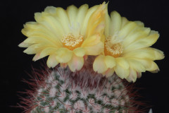 Parodia fechseri B67 - Uwe Lindner