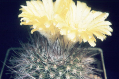 Parodia fechseri - Dia Archiv ZAG Parodia