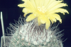 Parodia fechseri - Dia Archiv ZAG Parodia