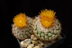 Parodia fraileoides MN 511 Foto Mats Winberg