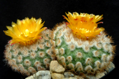 Parodia fraileoides MN 511  Foto Winberg