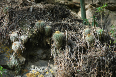 Parodia hausteiniana MU 428.1 MIzque