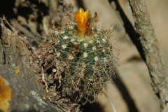 Parodia hausteiniana MU 428.1 Mizque Foto: Andrzej Mucha