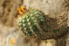 Parodia hausteiniana MU 428. 1 Mizque Foto: A. Mucha