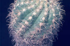 Parodia hausteiniana L321 - Dia Archiv ZAG Parodia