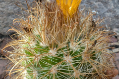 Parodia hausteiniana WR 192 Foto: M. Eichler