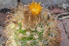 Parodia hausteiniana WR 192 Foto: M.Eichler