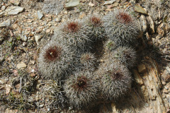 Parodia hegeri MU-496.1 Calapaya-Turuchipa Foto Mucha