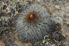 Parodia hegeri MU-496.1 Calapaya-Turuchipa Foto Mucha