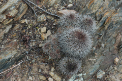 Parodia hegerii MU-496.1 Calapaya-Turuchipa Foto Mucha