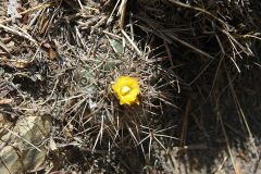 Parodia hegeri MU-498.1 Calapaya-Turuchipa Foto Mucha