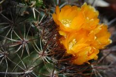 Parodia hegeri MU-498.1 Calapaya-Turuchipa Foto Mucha