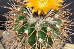 Parodia spec. nov. (hegeri) HTH 50 - Uwe Lindner