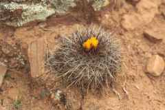 Parodia hegeri MS1694 Foto M. Sochurek