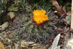 Parodia hegeri MU498.1 - Foto-Mucha Rio Turuchipa