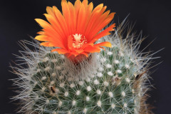 Parodia herzogii - Uwe Lindner