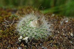 Parodia herzogii MU707.1 Salo-Viejo Foto: Mucha