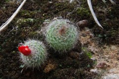 Parodia herzogii MU 705.1 Salo-Viejo - Foto Mucha