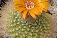 Parodia herzogii DH 139 Foto Eichler