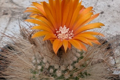 Parodia herzogii WR 707a - Foto Eichler