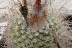 Parodia herzogii WR707a Foto Eichler