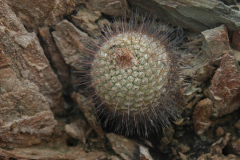 Parodia heteracantha MU 650.1 Rancagua - Foto Mucha