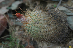 Parodia heteracantha MU 650.1 Rancagua - Foto Mucha