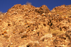 Standort P. heteracanatha ME 89, südlich Cachi Foto Eichler