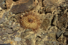 Standort P. heteracantha ME 89, südlich Cachi Foto Eichler