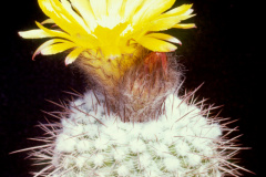 Parodia heteracantha FR926 - Dia Archiv ZAG Parodia