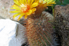 Parodia heteracantha ME 33 Foto M. Eichler