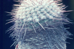 Parodia heteracantha L458 - Dia Archiv ZAG Parodia