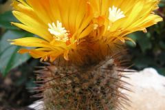 Parodia heteracantha ME 33 Foto M. Eichler