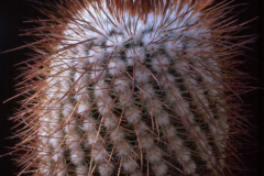 Parodia heteracantha B72 - Dia Archiv ZAG Parodia