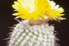 Parodia heteracantha FR926 - Dia Archiv ZAG Parodia