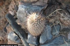 Parodia horrida UL 1059 - Uwe Lindner