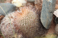 Parodia horrida UL 2449 - Uwe Lindner 