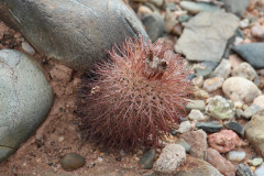 Parodia horrida UL 2449 - Uwe Lindner 